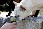 Ryan, this is a sedum, right?  Sedum, like other succulents, retain water in their leaves and can thrive in dry climates.  They need little soil and water to survive, which makes them excellent for planting in a stone wall like this!