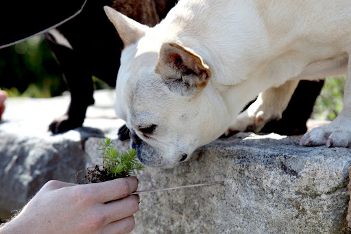 Ryan, this is a sedum, right?  Sedum, like other succulents, retain water in their leaves and can thrive in dry climates.  They need little soil and water to survive, which makes them excellent for planting in a stone wall like this!