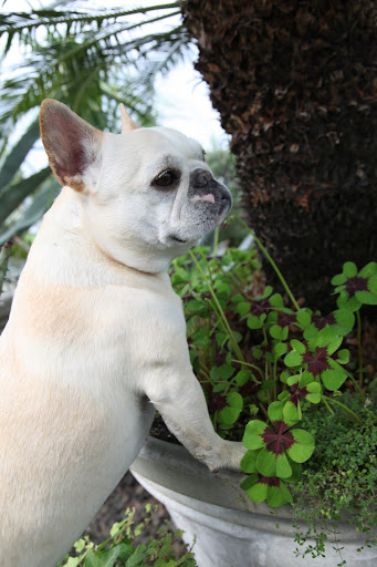Franny, if you thought those were cool, you would also like these amazing oxalis, the largest genus in the wood-sorrel family Oxalidaceae.