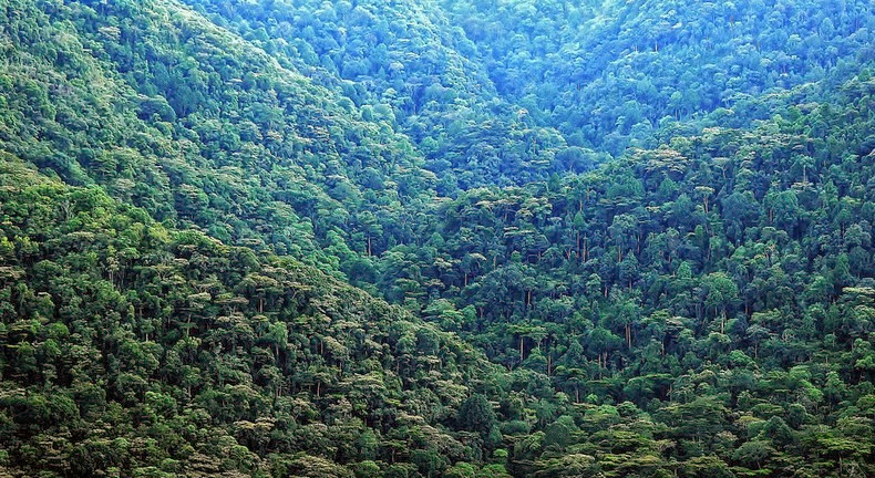 bwindi-1 bwindi-1