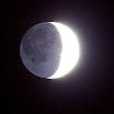 LunaCinerea_2.jpg