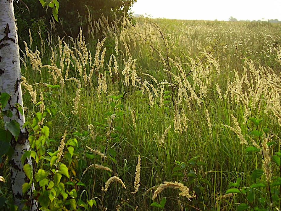 P8140200.JPG