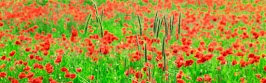 flower panoram_nebesnoe.info_31.jpg