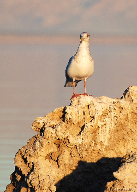 [8.%2520gull-kab%255B5%255D.jpg]
