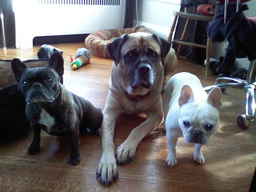Proud mom and DW regular Alex sent this photo 'F & S stand-in models,' Winnie and Fala with their security guard Johnny Goliath.