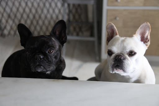 Hold still for the camera, Sharkey!  We want to get this photo just right!