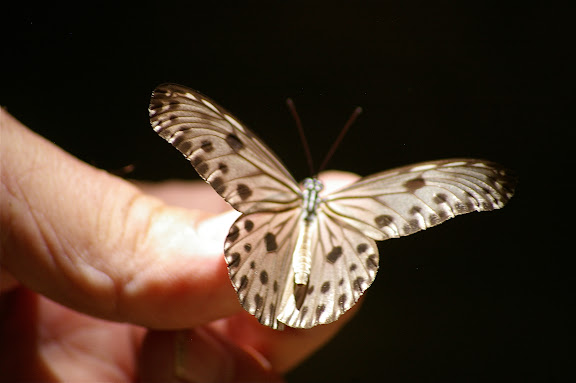 Ideopsis gaura daos BOISDUVAL, [1836], mâle. Lot n°2, Sukau (Sabah), 15 août 2011. Photo : J.-M. Gayman