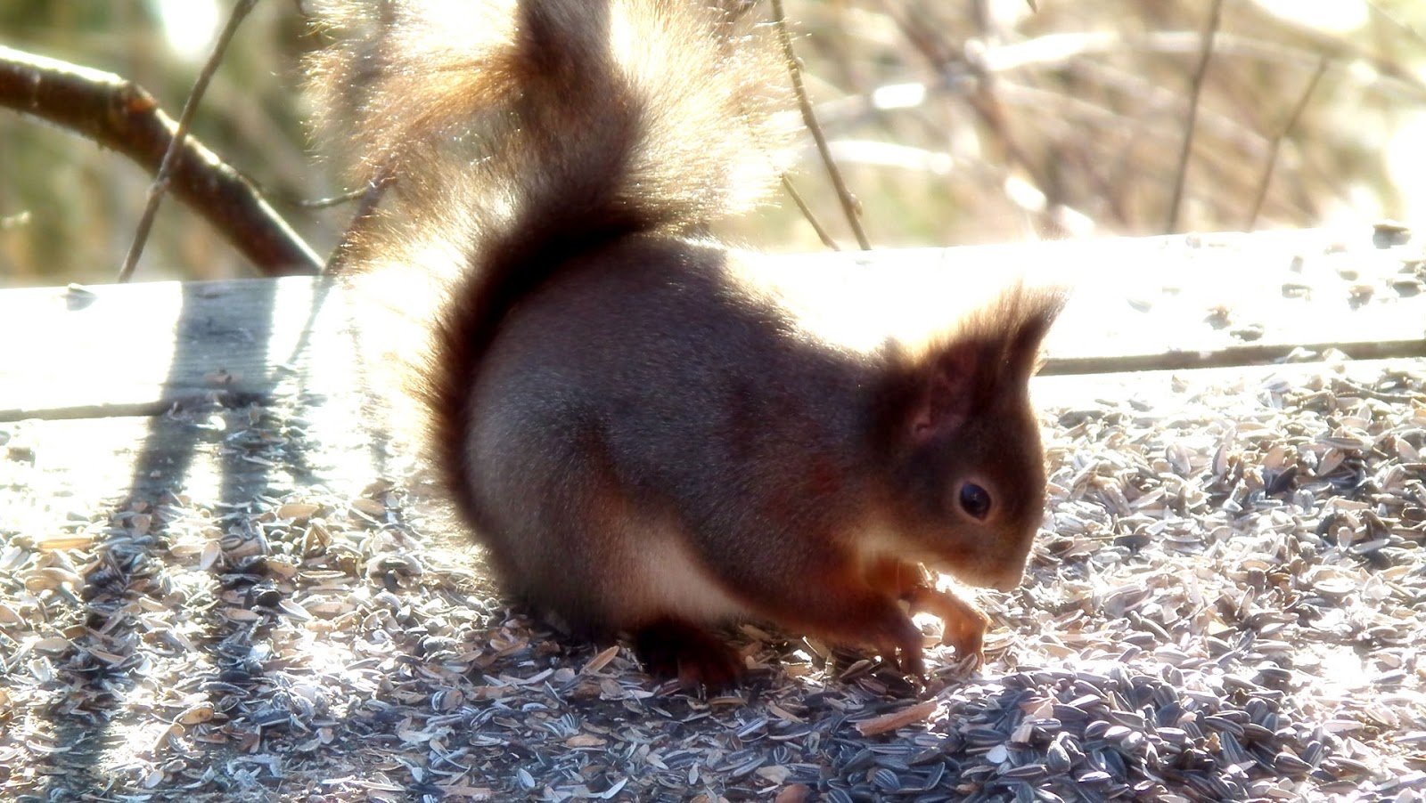 [gallnas-squirrel-2013-010%255B4%255D.jpg]
