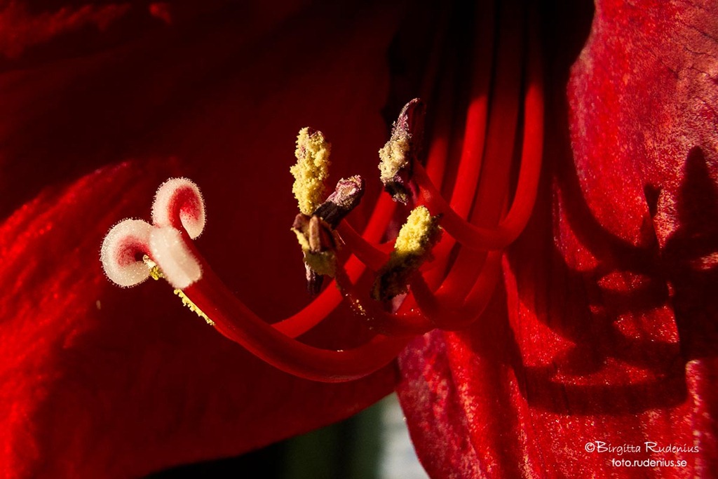 [macro_20120209_pistill%255B2%255D.jpg]