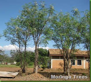 Moringa trees