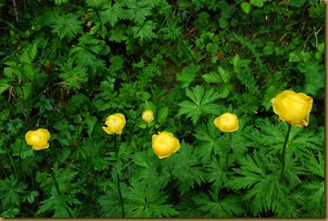 Botton d'oro Botton d'oro
