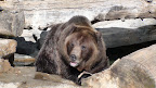 denver_zoo