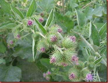 burdock burdock