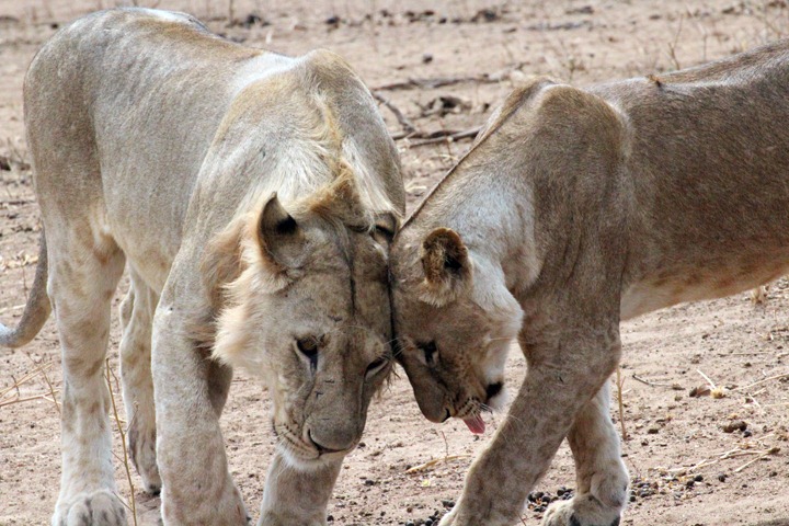[October-28-2012-loving-lions3.jpg]