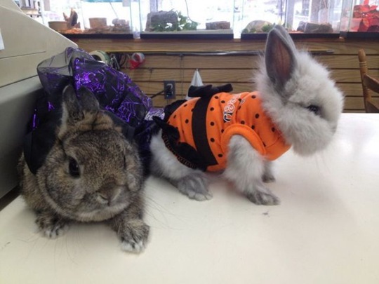 [funny-animals-cute-34%255B2%255D.jpg]