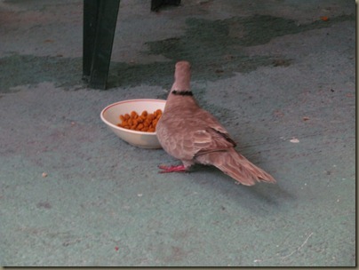 dove eating from cat food dish