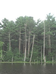 great blue herring far away nest in tree across pond.7.24