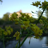 dsc03410.jpg