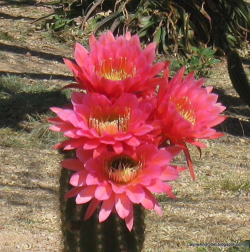 [Pink%2520cactus%2520flowers%255B4%255D.jpg]