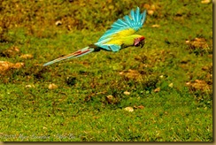 Scarlet Macaw- Ana macao