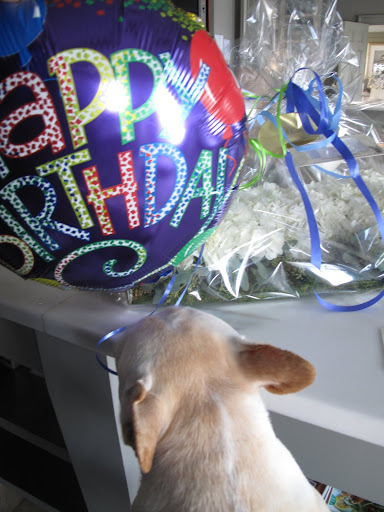 The balloons are a very festive touch.  Don't you agree, Franny?