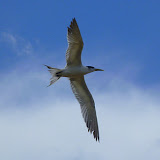 A Fijian Bird In Flight On The River - Suva, Fiji