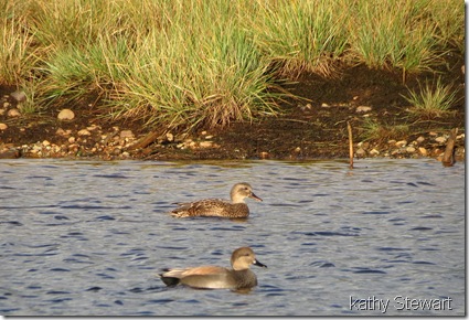 Pair of Gadwall in the sunshine