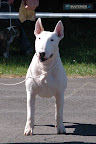 Together Dogs Across Sam