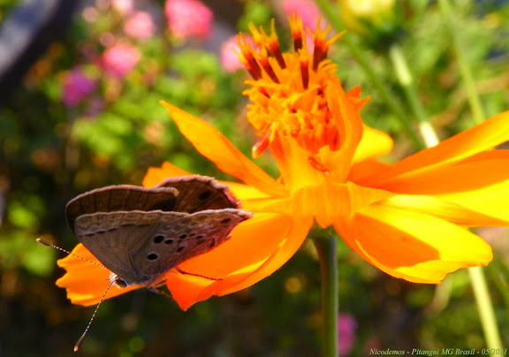 Lycaenidae : Strymon istapa istapa (REAKIRT, [1867]). Pitangui (MG, Brésil), 27 mai 2011. Photo : Nicodemos Rosa