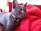 Tesla (my cat)