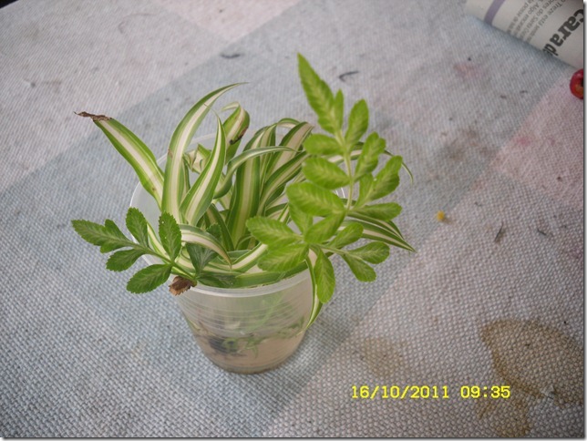 samambaia e clorófito