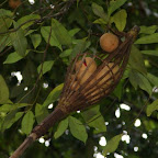 Muskatnus-Pflückgerät