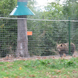 I believe this guy is the biggest or 2nd biggest in the sanctuary... around 400kg