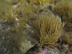 Kimmeridge: Snakelocks Anemone