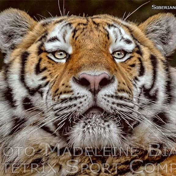SIBERIAN TIGERS IN WHITE TAIGA