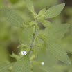 Pennyroyal_American_False_3.jpg