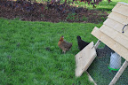  Chicken Gallery