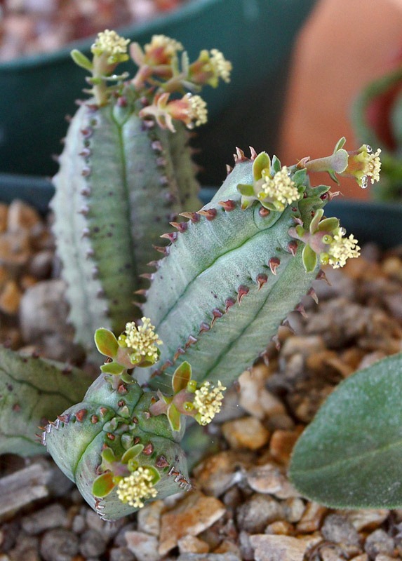 [120308_Euphorbia-tubiglans_02%255B3%255D.jpg]