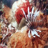 Lionfish-009.jpg