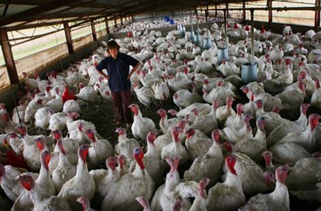 svTURKEYS_wideweb__470x309,0