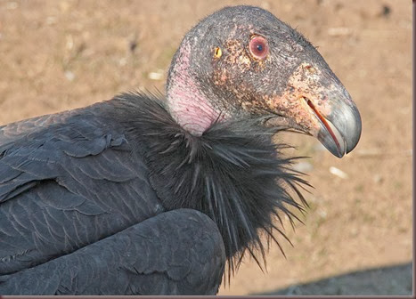 Amazing Animals Pictures California Condor (9)