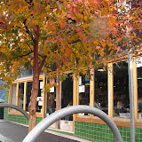Autumn 2010 Golden Leaves