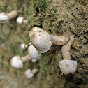 Fungi~