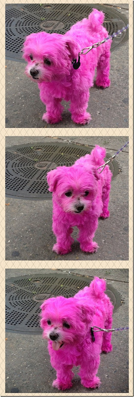 pinkdog