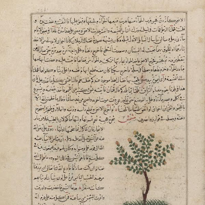 Folio from Aja'ib al-makhluqat (Wonders of Creation) by al-Qazvini; recto: Apricot Tree (Mishmish); verso: Banana Tree (mawz), Orange Tree (Naranj) | Origin: Iraq or Eastern Turkey | Period: early 15th century Muhammad al-Qazwini (b. Zakariya) c. 1203-1283), | Details: Not Available | Type: Opaque watercolor, ink and gold on paper | Size: H: 32.7 W: 22.4 cm | Museum Code: F1954.80 | Photograph and description taken from Freer and the Sackler (Smithsonian) Museums. 699480cabd1a4978bcbc3c95c426f013.jpg