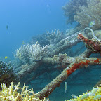 "The Project" (Pemuteran, North Bali)