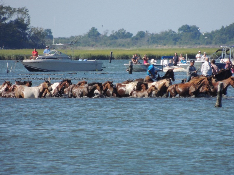 chincoteague-pony-swim-9