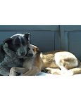 ...They offer affection...
(Rescues Eddie and Bella Bean) ...They offer affection...
(Rescues Eddie and Bella Bean)