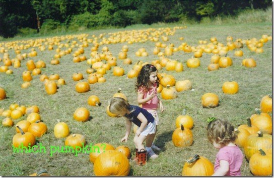 pumpkinpatch1 pumpkinpatch1