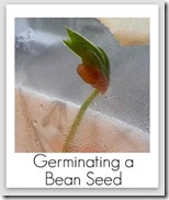 bean-seed-growth